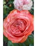 Троянда чайно-гібридна ’Кахала’|Hybrid tea rose ’Kahala’|Роза чайно-гибридная ’Кахала’ 